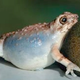 Image for article titled This frog sexbot can teach you about evolution